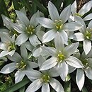 Ornithogalum sigmoideum