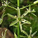 Ornithogalum sphaerocarpum