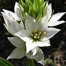 Ornithogalum thyrsoides (śniedek wiechowaty)