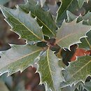 Osmanthus heterophyllus (wończa różnolistna)