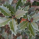 Osmanthus (wończa)