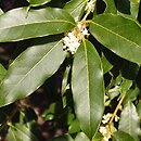 Osmanthus yunnanensis
