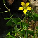 Oxalis dillenii (szczawik Dillena)