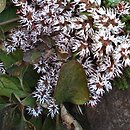 Pachysandra procumbens (runianka rozesłana)