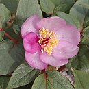 Paeonia cambessedesii