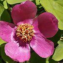 Paeonia mascula ssp. triternata