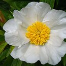 Paeonia emodi (piwonia himalajska)