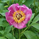 Paeonia officinalis ssp. banatica (piwonia banacka)