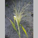 Panicum capillare (proso włosowate)