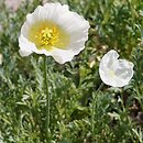 Papaver alpinum s.l. (mak alpejski)