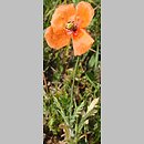 Papaver dubium ssp. confine