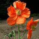Papaver armeniacum ssp. armeniacum