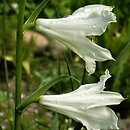 Paradisea liliastrum (paradyzja liliowata)