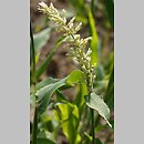 Paspalum racemosum (prosowiec groniasty)
