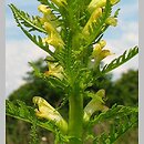 Pedicularis exaltata (gnidosz okazały)