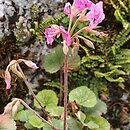Pelargonium endlicherianum
