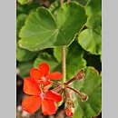 Pelargonium inquinans (pelargonia rybia)