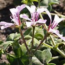 Pelargonium peltatum (pelargonia tarczowata)