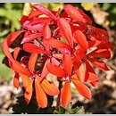 Pelargonium zonale (pelargonia pasiasta)