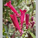 Penstemon hartwegii (penstemon Hartwega)