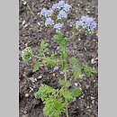 Phacelia congesta (facelia zwarta)
