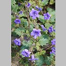 Phacelia minor (facelia mniejsza)