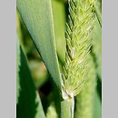 Phalaris angusta (mozga przewęzista)