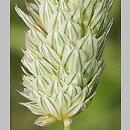 Phalaris coerulescens (mozga błękitnawa)