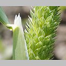 Phalaris minor (mozga drobna)