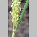 Phalaris paradoxa (mozga osobliwa)