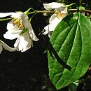 Philadelphus delavayi (jaśminowiec Delavaya)