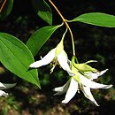 Philadelphus Falconeri
