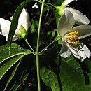 Philadelphus ×magnificus (jaśminowiec wspaniały)