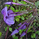 Phlox stolonifera Blue Ridge