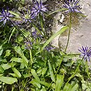 Phyteuma scheuchzeri (zerwa Scheuchzera)
