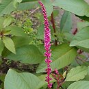 Phytolacca icosandra