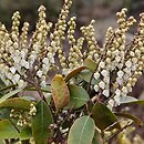 Pieris floribunda (pieris kwiecisty)