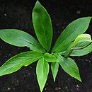 Pinellia pedatisecta