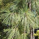 Pinus palustris (sosna długoigielna)