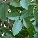Pistacia vera (pistacja właściwa)