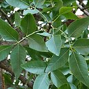 Pistacia (pistacja)