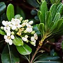 Pittosporum tobira (pospornica japońska)