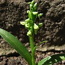 Platanthera hyperborea