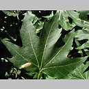 Platanus orientalis (platan wschodni)