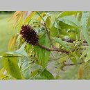 Platycarya strobilacea