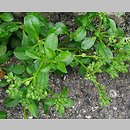 Polycarpon tetraphyllum (polikarpon czterolistny)