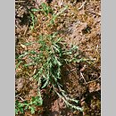 Polycnemum (chrząstkowiec)