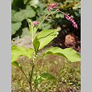 Polygonum orientale (rdest wschodni)