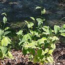 Polygonum virginiana (rdest wirginijski)