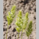 Polypogon